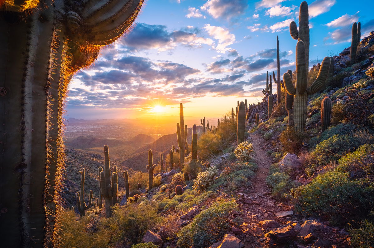 Fleet parking in Scottsdale